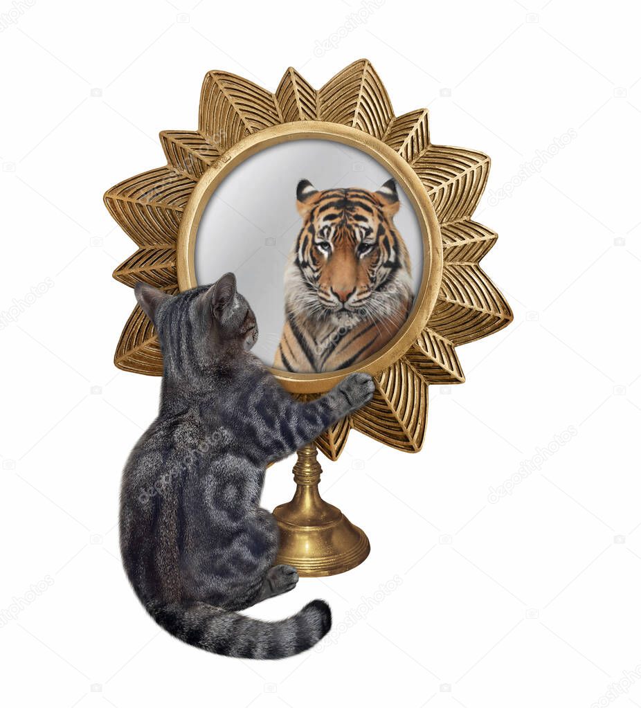 A gray cat looks in a star shaped mirror. He sees a tiger there. White background. Isolated.