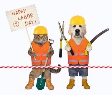 Tabelalı bej bir kedi ve el testereli bir köpek labradoru doğum gününü kutluyor. Beyaz arka plan. İzole edilmiş.