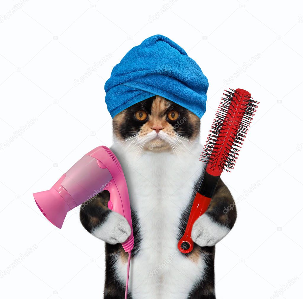 A colored cat with a blue towel around his head holds a hair dryer and a hairbrush. White background. Isolated.