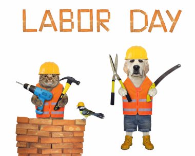 Matkaplı bej bir kedi ve el testereli bir köpek labradoru doğum gününü kutluyor. Beyaz arka plan. İzole edilmiş.