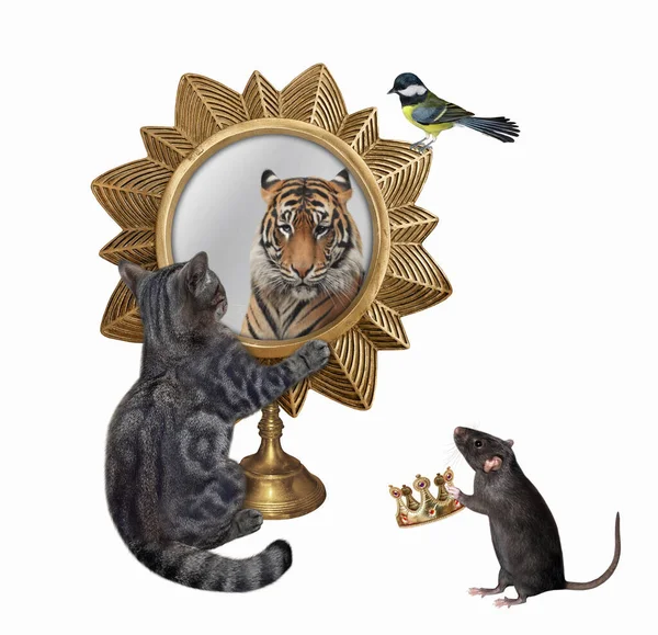 Gray Cat Looks Star Shaped Mirror Sees Tiger Rat Gives — Stock Photo, Image