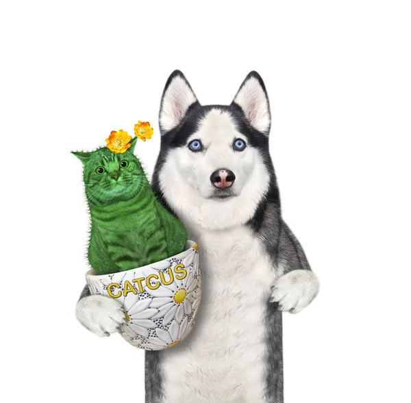 Husky Cão Prende Catcus Que Floresce Potenciômetro Flor Fundo Branco — Fotografia de Stock