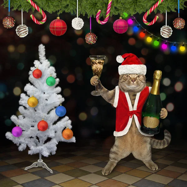 Béžová Kočka Klobouku Santa Clause Drží Šampaňským Vánočního Stromku — Stock fotografie