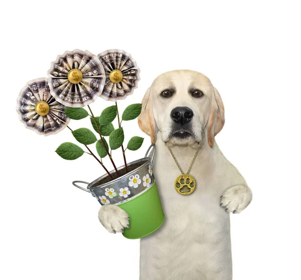 Ein Labrador Gärtner Hält Einen Metalleimer Mit Geldblumen Der Hand — Stockfoto