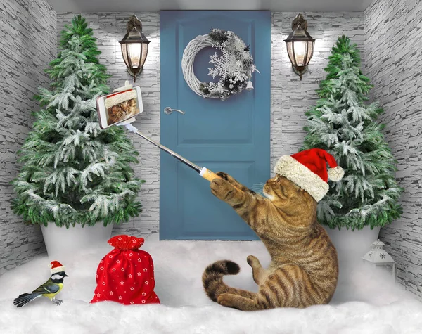 Eine Beige Katze Mit Nikolausmütze Und Smartphone Sitzt Schnee Und — Stockfoto