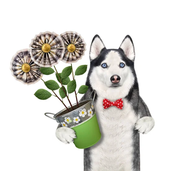 Pies Husky Ogrodnik Trzyma Metalowy Wiadro Kwiatami Pieniędzy Białe Tło — Zdjęcie stockowe
