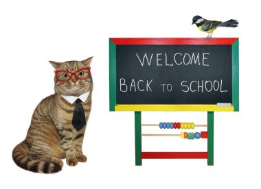 Gözlüklü ve kravatlı bej bir kedi öğretmeni karatahtanın yanında ders veriyor. Beyaz arka plan. İzole edilmiş.