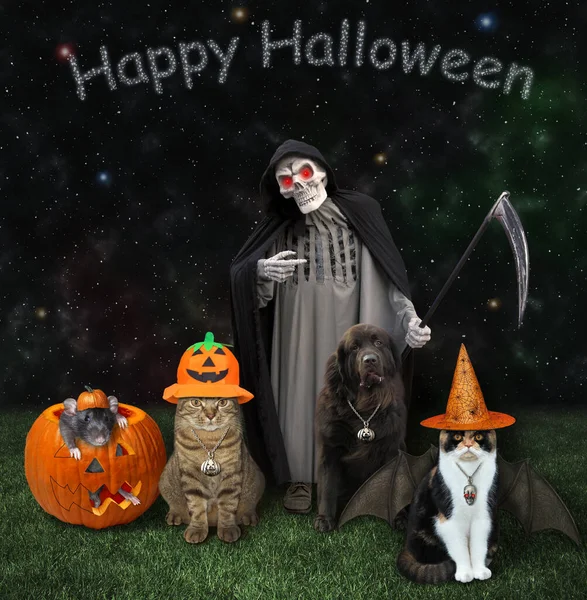 Pets Grim Reaper Meadow Halloween Night — Stock Photo, Image