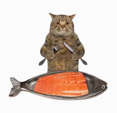 Bıçaklı bej bir kedi ve çatal metal bir tabaktan somon yer. Beyaz arka plan. İzole edilmiş.