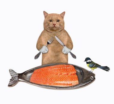 Bıçaklı ve çatallı kırmızımsı bir kedi metal bir tabaktan somon balığı yer. Beyaz arka plan. İzole edilmiş.