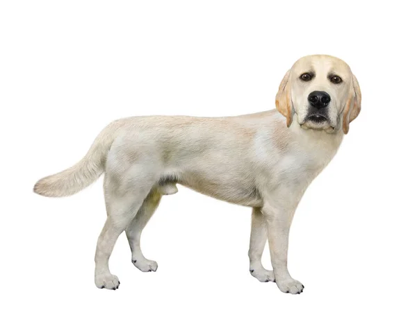 Hay Perro Labrador Vista Lateral Fondo Blanco Aislado — Foto de Stock