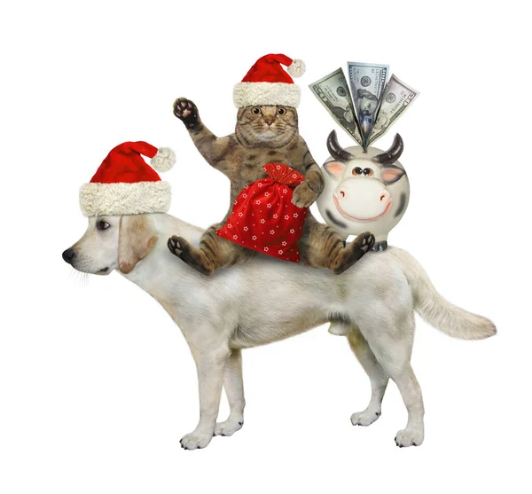 Béžová Kočka Klobouku Santa Clause Pytlem Dárků Prasečí Bankou Jezdí — Stock fotografie
