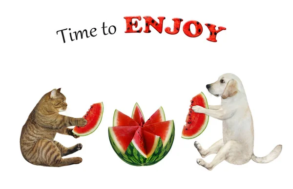 Eine Beige Katze Und Ein Hundelabrador Essen Eine Wassermelone Die — Stockfoto