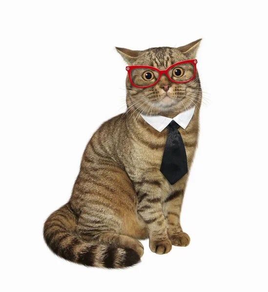 Gato Bege Inteligente Com Óculos Gravata Está Sentado Fundo Branco — Fotografia de Stock