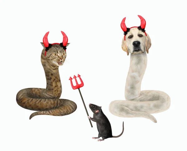 Dog Labrador Beige Cat Snakes Rat Devil Trident Halloween White — Stock Photo, Image