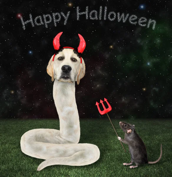Собака Лабрадор Змея Красных Рогах Рядом Черной Крысой Дьяволом Трезубец — стоковое фото