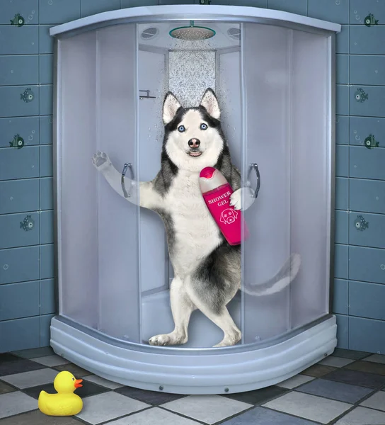Pies Husky Butelką Żelowego Szamponu Bierze Prysznic Wewnątrz Kabiny Prysznicowej — Zdjęcie stockowe