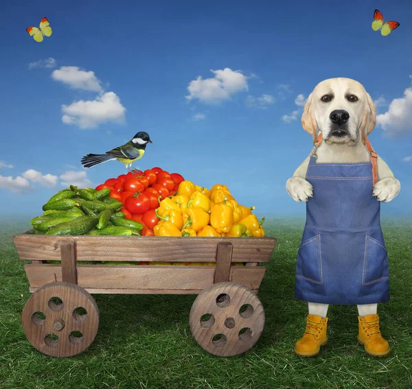 A dog labrador farmer is standing near a horse wooden cart with vegetables in the field.