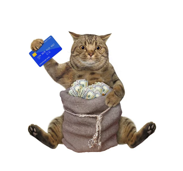 Béžová Kočka Kreditkou Sedí Jutového Pytle Dolary Bílé Pozadí Izolované — Stock fotografie
