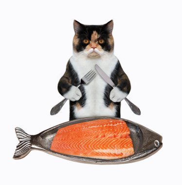 Bıçaklı ve çatallı renkli bir kedi balık şeklindeki metal bir tabaktan somon yer. Beyaz arka plan. İzole edilmiş.