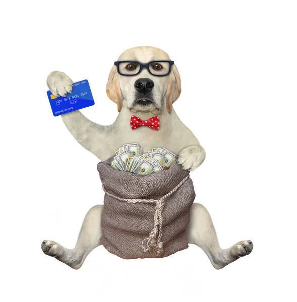 Psi Labrador Kartą Kredytową Siedzi Pobliżu Worka Dolarami Białe Tło — Zdjęcie stockowe