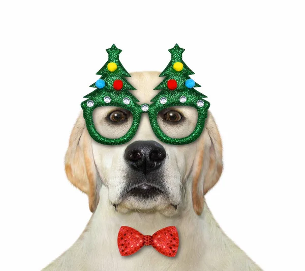 Perro Labrador Lleva Una Pajarita Roja Gafas Navidad Fondo Blanco — Foto de Stock