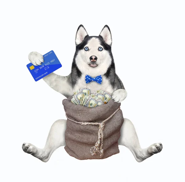Pies Husky Kartą Kredytową Siedzi Pobliżu Worka Dolarami Białe Tło — Zdjęcie stockowe
