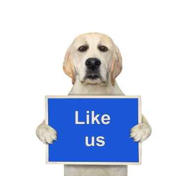 Bir köpek labradorunun elinde bizim gibi yazan mavi bir tabela var. Beyaz arka plan. İzole edilmiş.