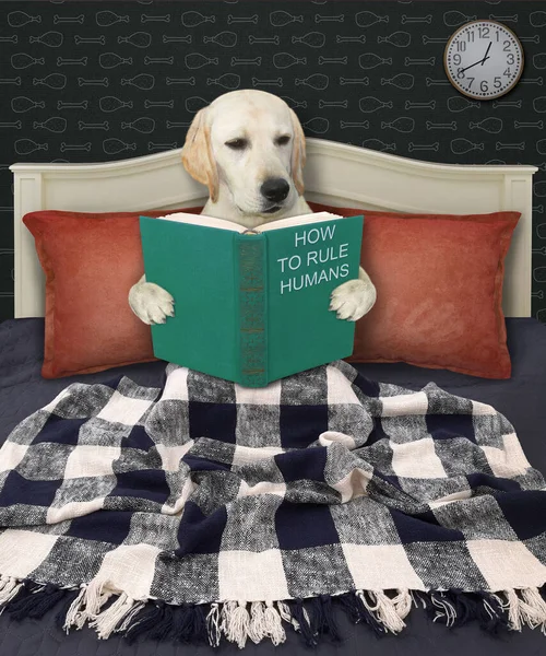 Bed Smart Dog Labrador Reads Book Home — Stock Photo, Image