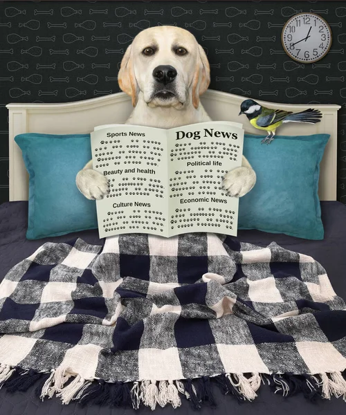 Łóżku Inteligentny Labrador Czyta Gazetę Domu — Zdjęcie stockowe