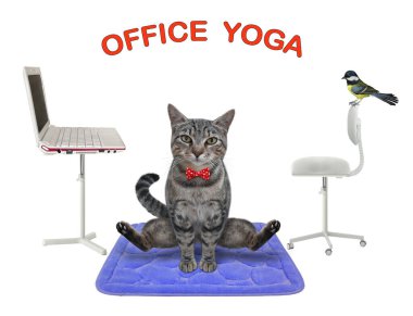 Gri bir kedi, ofisteki mavi bir spor salonunda yoga egzersizleri yapıyor. Beyaz arka plan. İzole edilmiş.