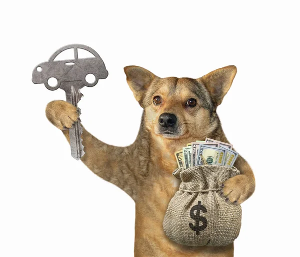 Бежевая Собака Держит Ключ Машины Джут Мешок Долларами Белый Фон — стоковое фото