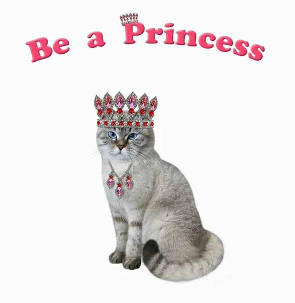 Eine Eschenkatze Trägt Eine Krone Und Einen Anhänger Sei Eine — Stockfoto