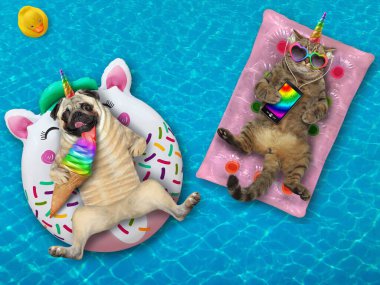 Güneş gözlüklü bir köpek ve bej bir kedi tatil köyündeki yüzme havuzunda şişme yüzüklerin üzerinde yatıyorlar..