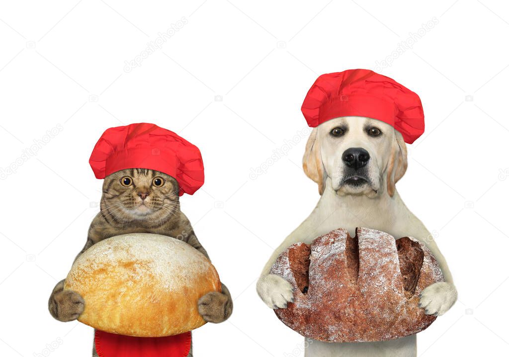 A dog labrador and a beige cat bakers are holding loaves of bread. White background. Isolated.
