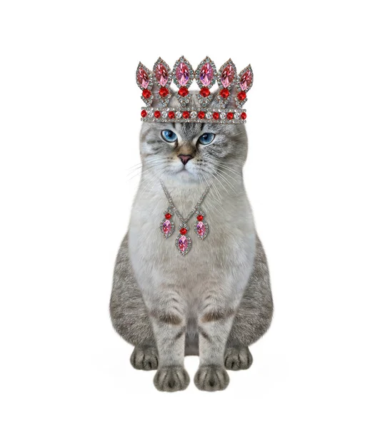 Ash Cat Wears Crown Pendant White Background Isolated — Stock Photo, Image