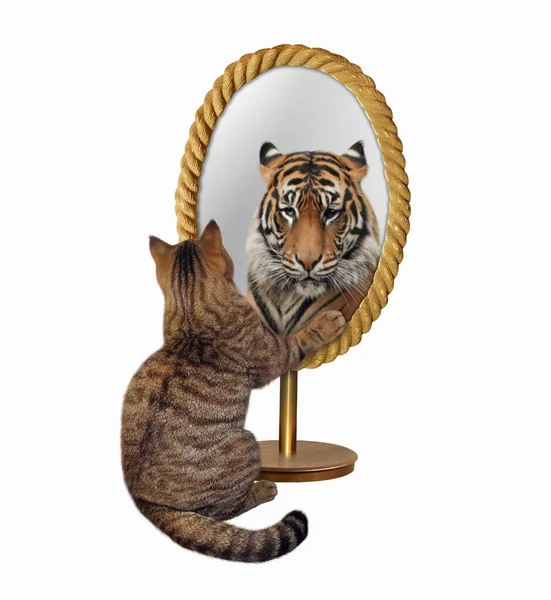 Beige Cat Looks Rope Shaped Mirror Sees Tiger White Background — Stock Photo, Image