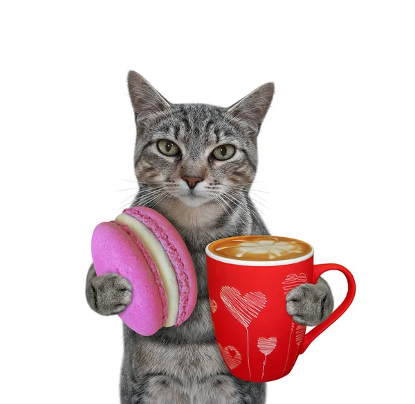 Szary Kot Trzyma Czerwoną Filiżankę Kawy Makaron Białe Tło Izolacja — Zdjęcie stockowe