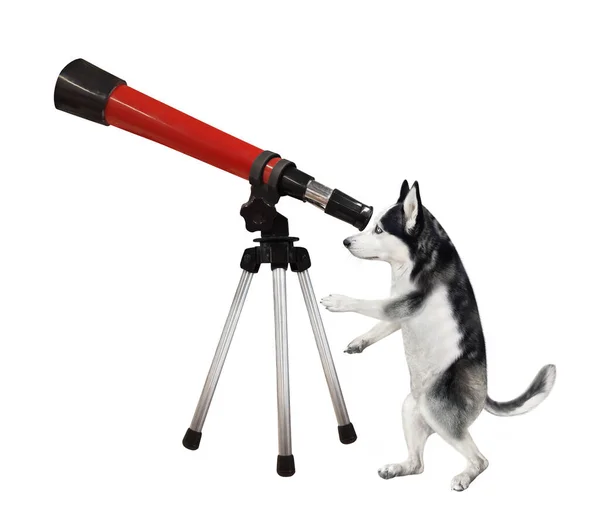 Dog Husky Looking Telescope Tripod White Background Isolated — Stock Photo, Image