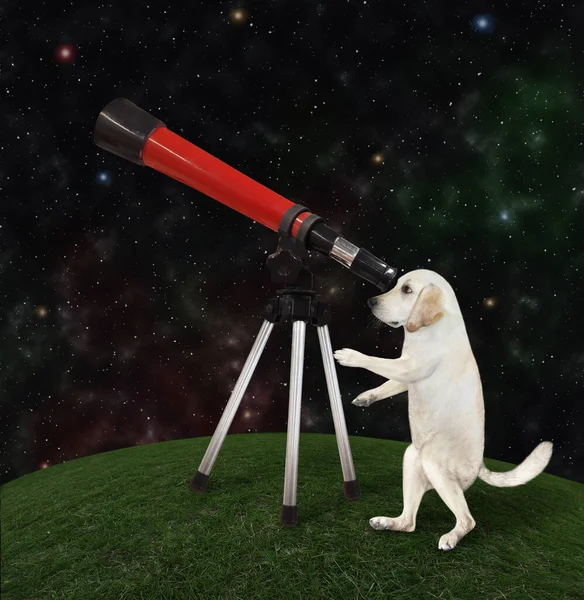 Dog Labrador Looking Telescope Tripod Night — Stock Photo, Image