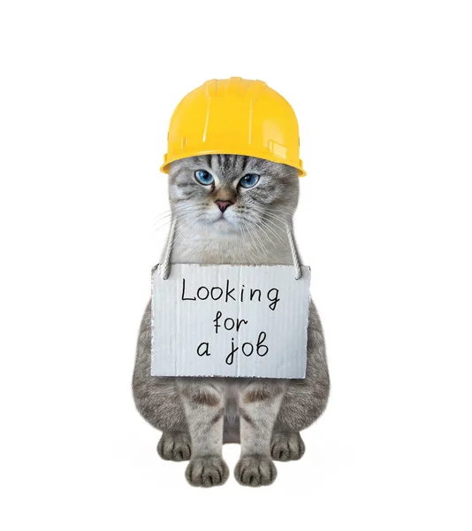 Chat Cendré Portant Casque Jaune Porte Une Affiche Indiquant Cherche — Photo