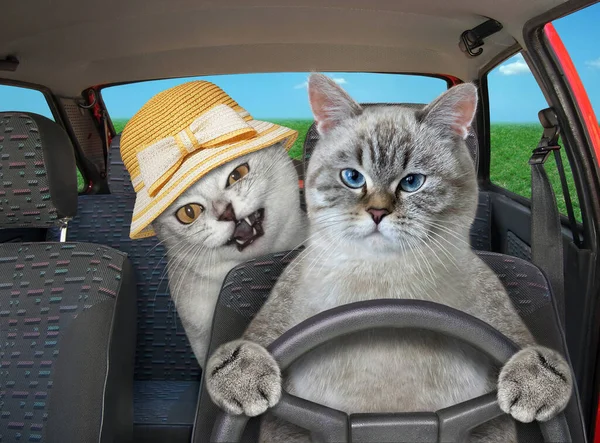 A cat ash with his friend in a straw hat drives a car on the highway.