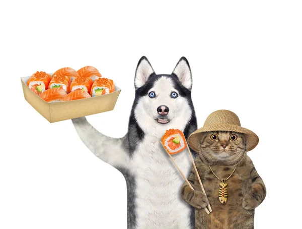 一只狗 哈士奇和一只米黄色的猫 戴着一顶草帽 戴着寿司 白色背景 被隔离了 — 图库照片