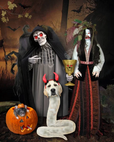 A dog labrador snake in red devil horns and a grim reaper are near a pumpkin in the wood for Halloween.