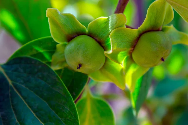 Caqui inmaduro en un árbol —  Fotos de Stock