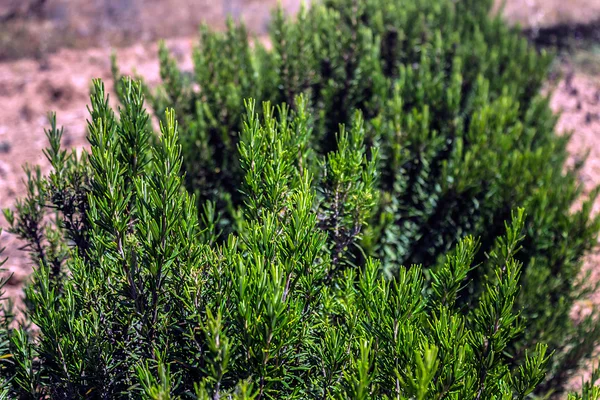 Färsk rosmarin växer i trädgården. — Stockfoto