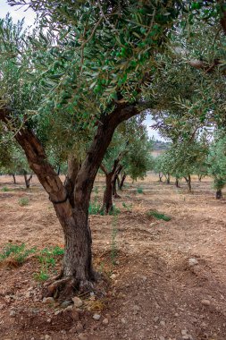 Akdeniz zeytin tarlası ve eski zeytin ağacı hasat için hazır.