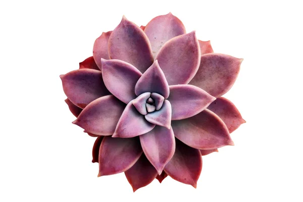 Hermosa Suculenta Púrpura Sempervivum Aislado Sobre Blanco — Foto de Stock