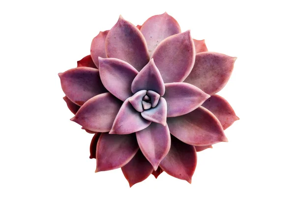 Prachtig Paars Sappig Sempervivum Geïsoleerd Wit — Stockfoto