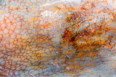 Büyük bir ahtapotun ıslak derisinin dokusu. Parlak soyut bir arka plan. Turuncu.